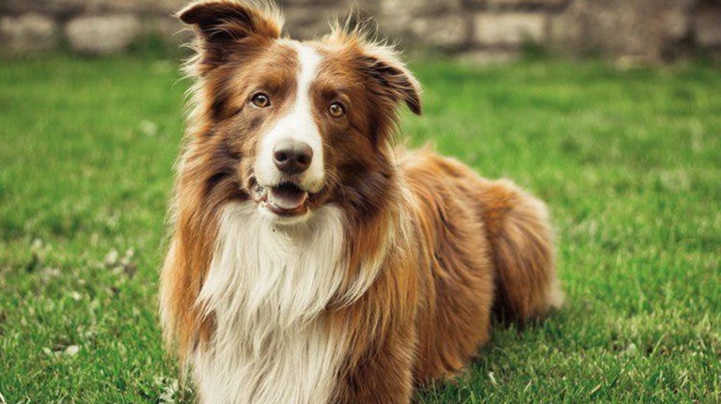 Köpeklerde disk hastalığında dikkat edilmesi gerekenler