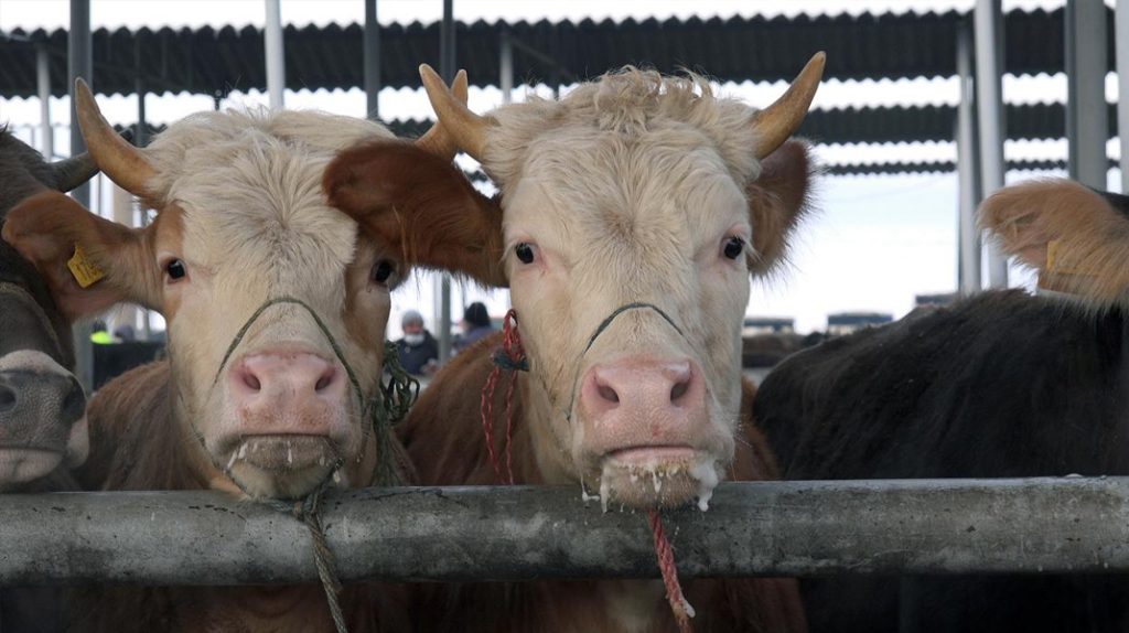 Kurbanlık fiyatları 3 katına çıktı
