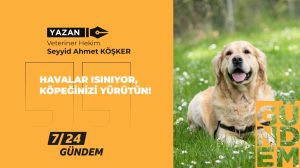 Havalar ısınıyor, köpeğinizi yürütün