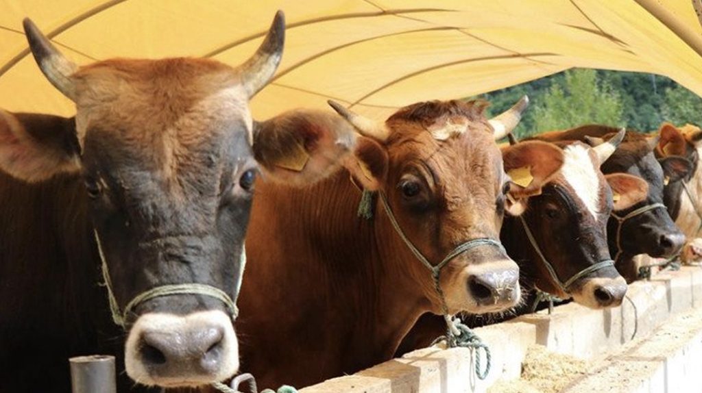 Kurbanlık fiyatları bir yılda yüzde 140 arttı