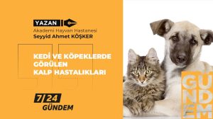 Kedi ve köpeklerde görülen kalp hastalıkları