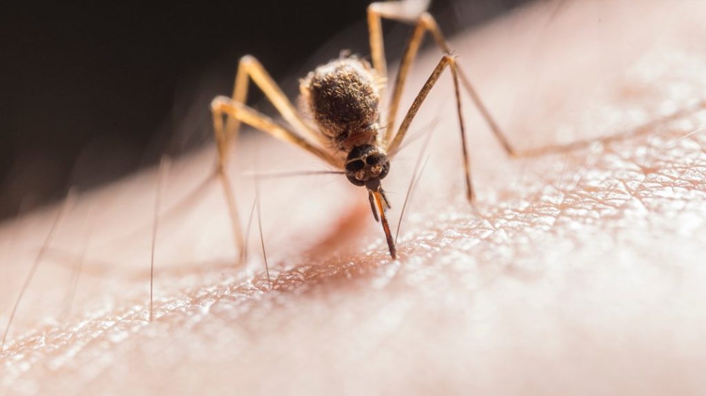 İstilacı sivrisineklere dikkat: Enfeksiyon riski artıyor