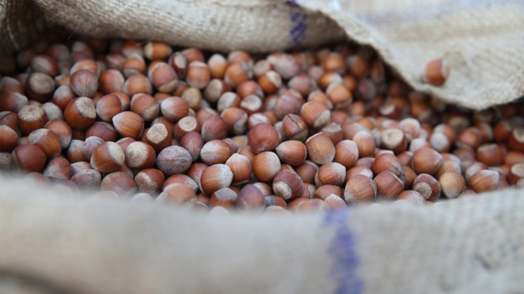 Fındık alım fiyatları belli oldu