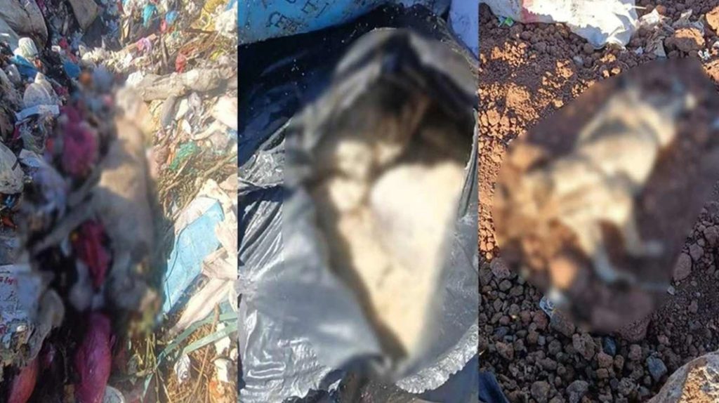 Diyarbakır’da çöpte onlarca ölü köpek bulundu