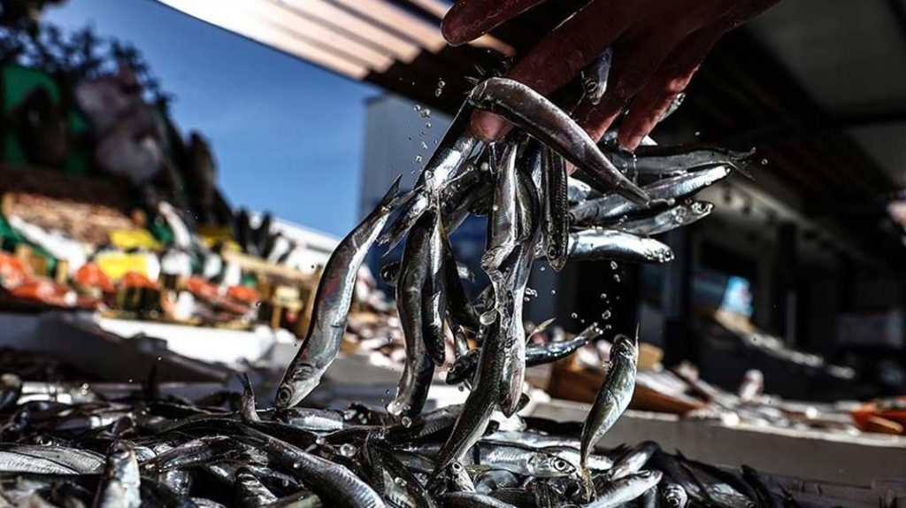 Denizlerde av yasağı sona erdi