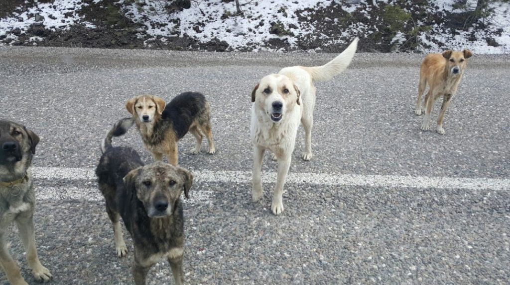 Türkiye, ‘köpek kuduzu açısından yüksek riskli ülkeler’ arasına girdi