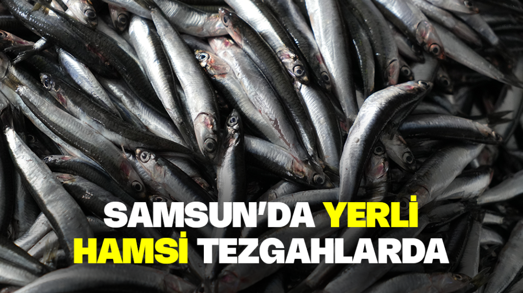 Samsun’da yerli hamsi tezgahlarda