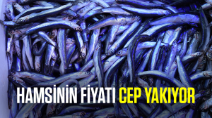 Hamsinin fiyatı cep yakıyor