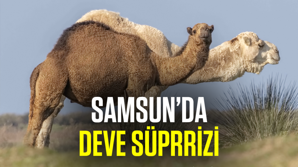Samsun’da deve sürprizi